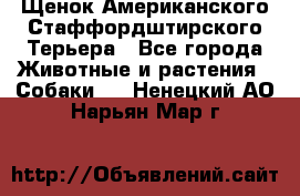 Щенок Американского Стаффордштирского Терьера - Все города Животные и растения » Собаки   . Ненецкий АО,Нарьян-Мар г.